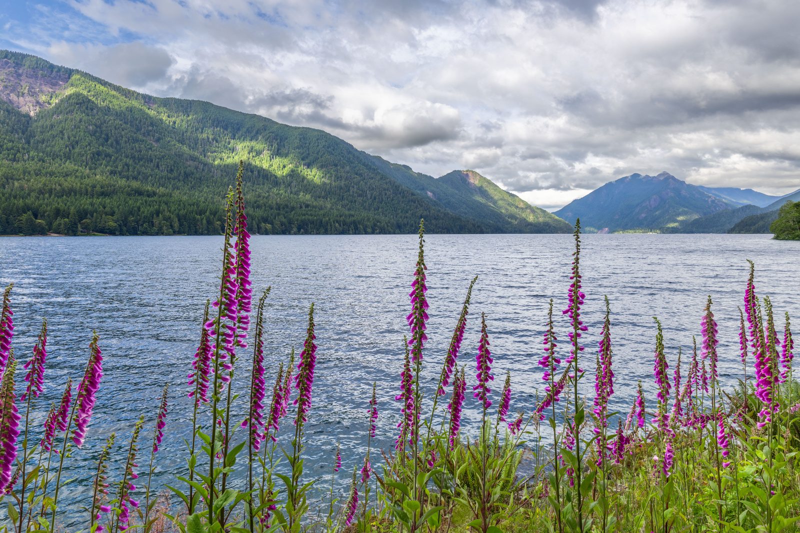 Foxglove by mountain lake