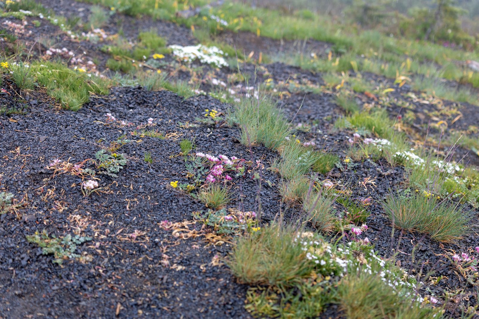 Alpine volcanic slope