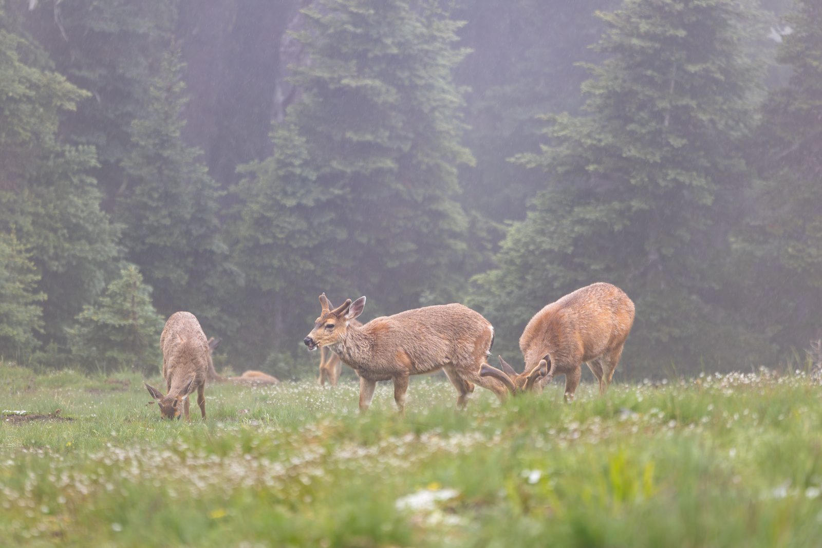 Deer in misty forest