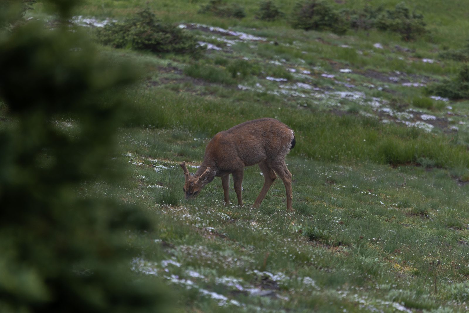 Deer on alpine meadow