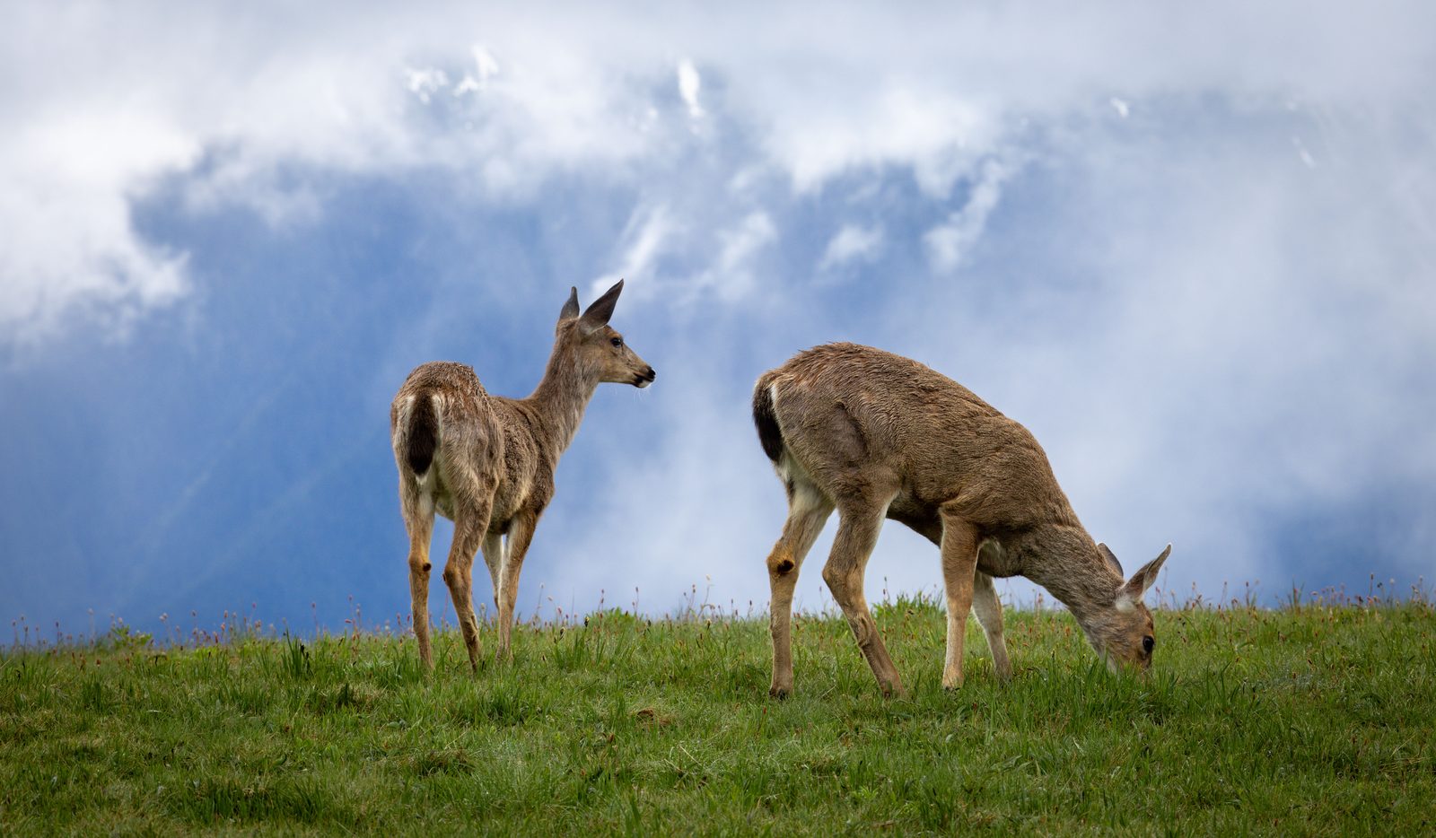 Deer pair on mountain ridge